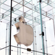 A photo of the Apple logo suspended in glass on a building in New York.